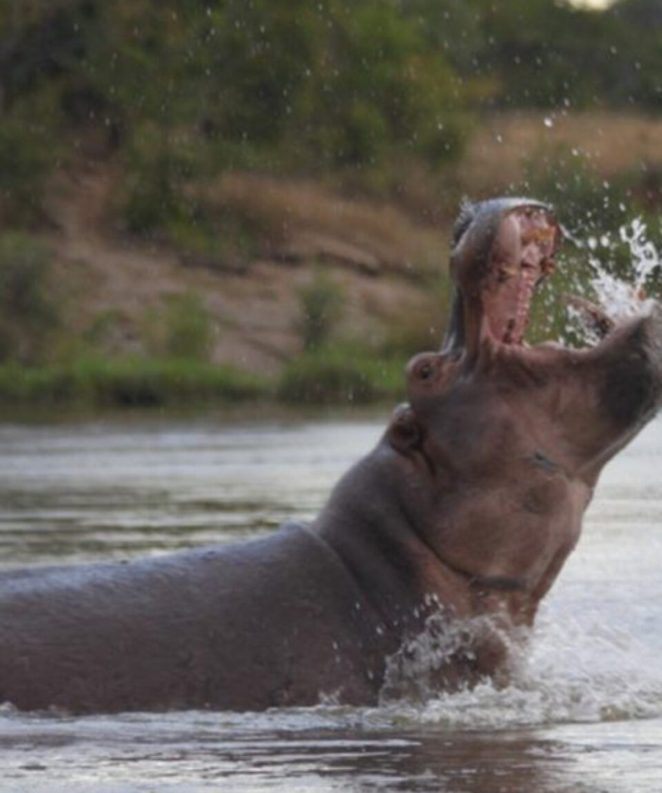 Selous-Hippos