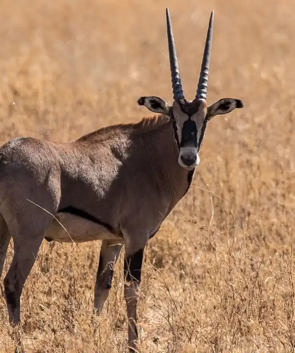 Oryx-Tarangire