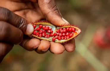 Spice-tour-on-Zanzibar