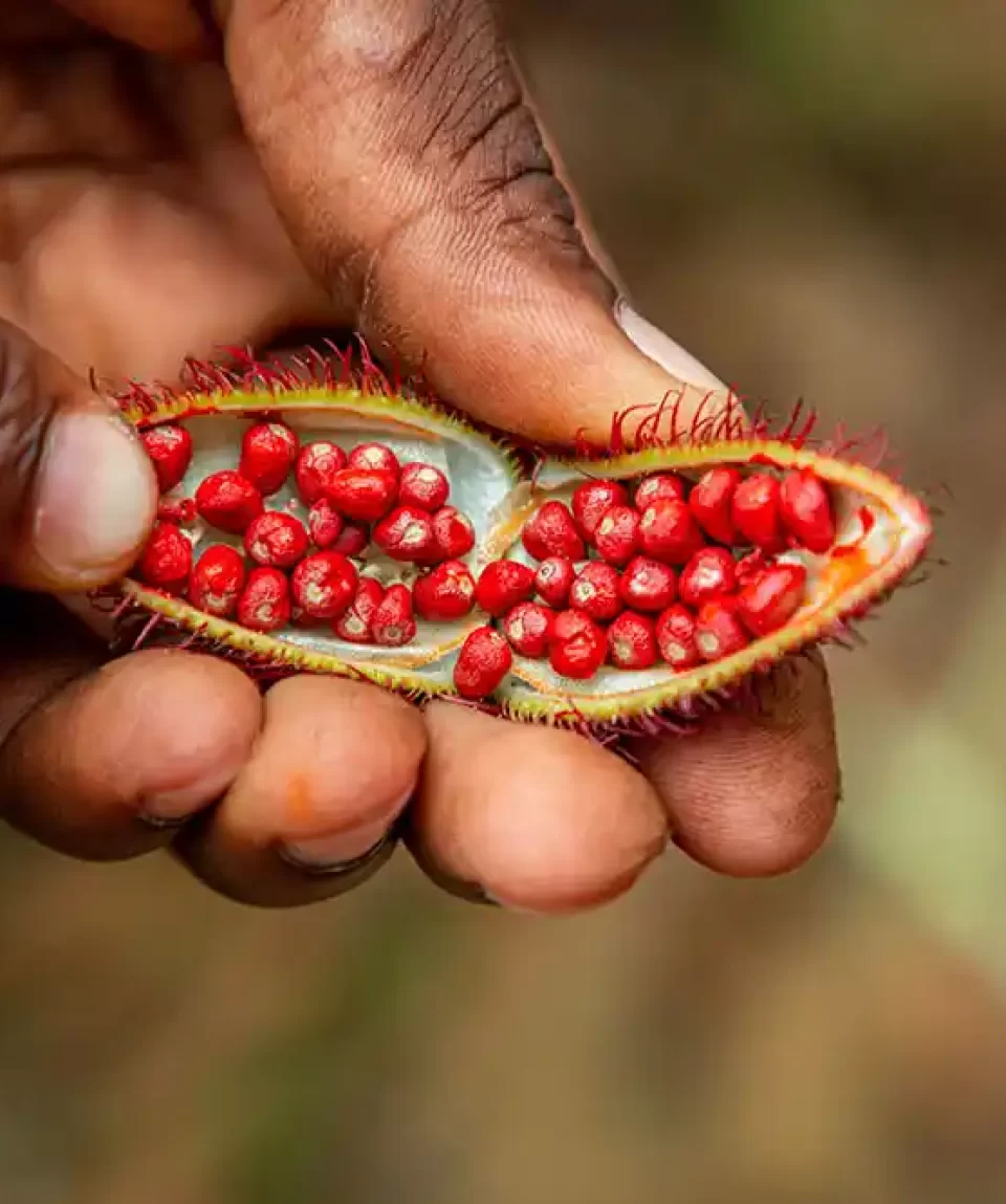 Spice-tour-on-Zanzibar