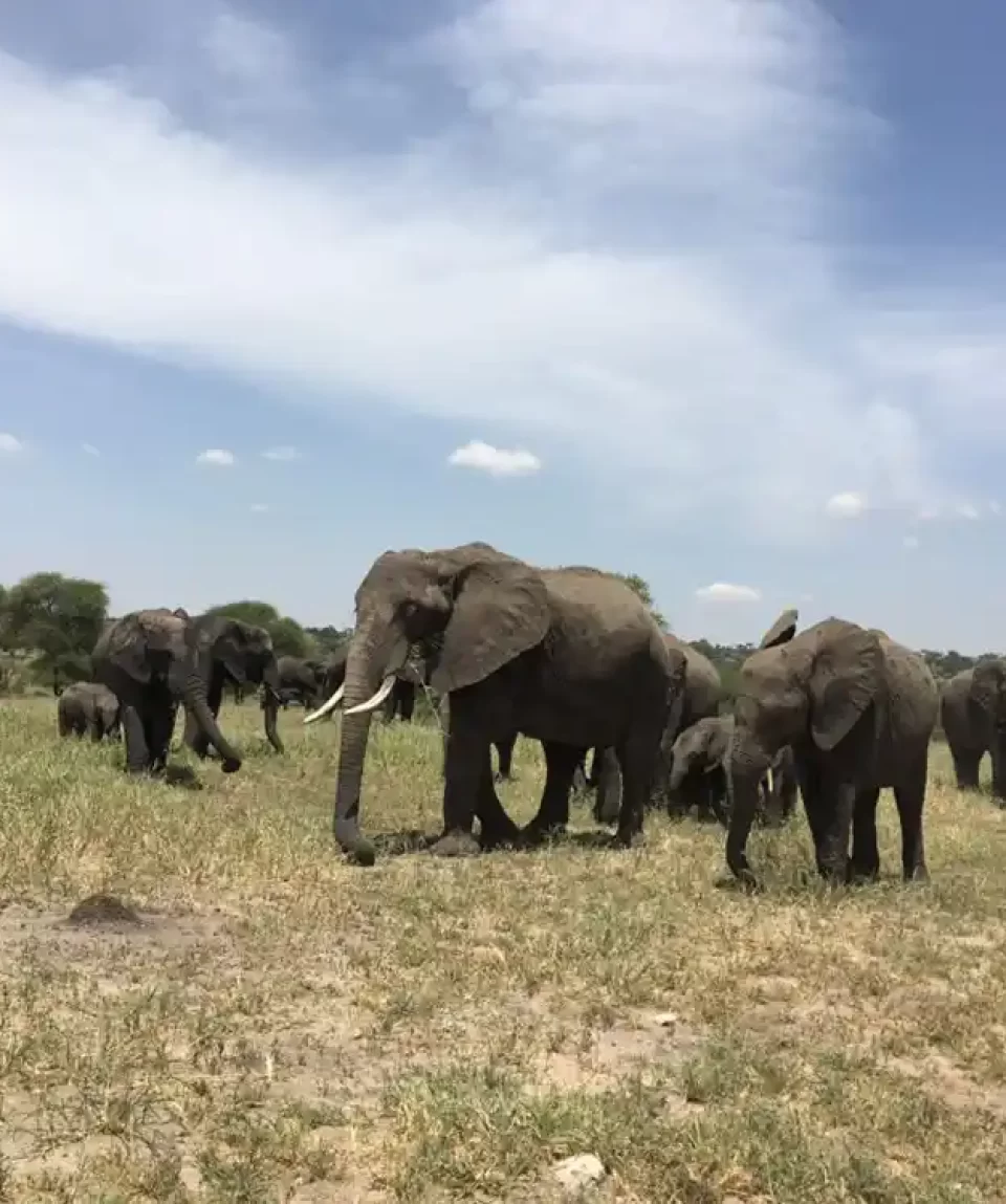 Tarangire-national-park-elephants