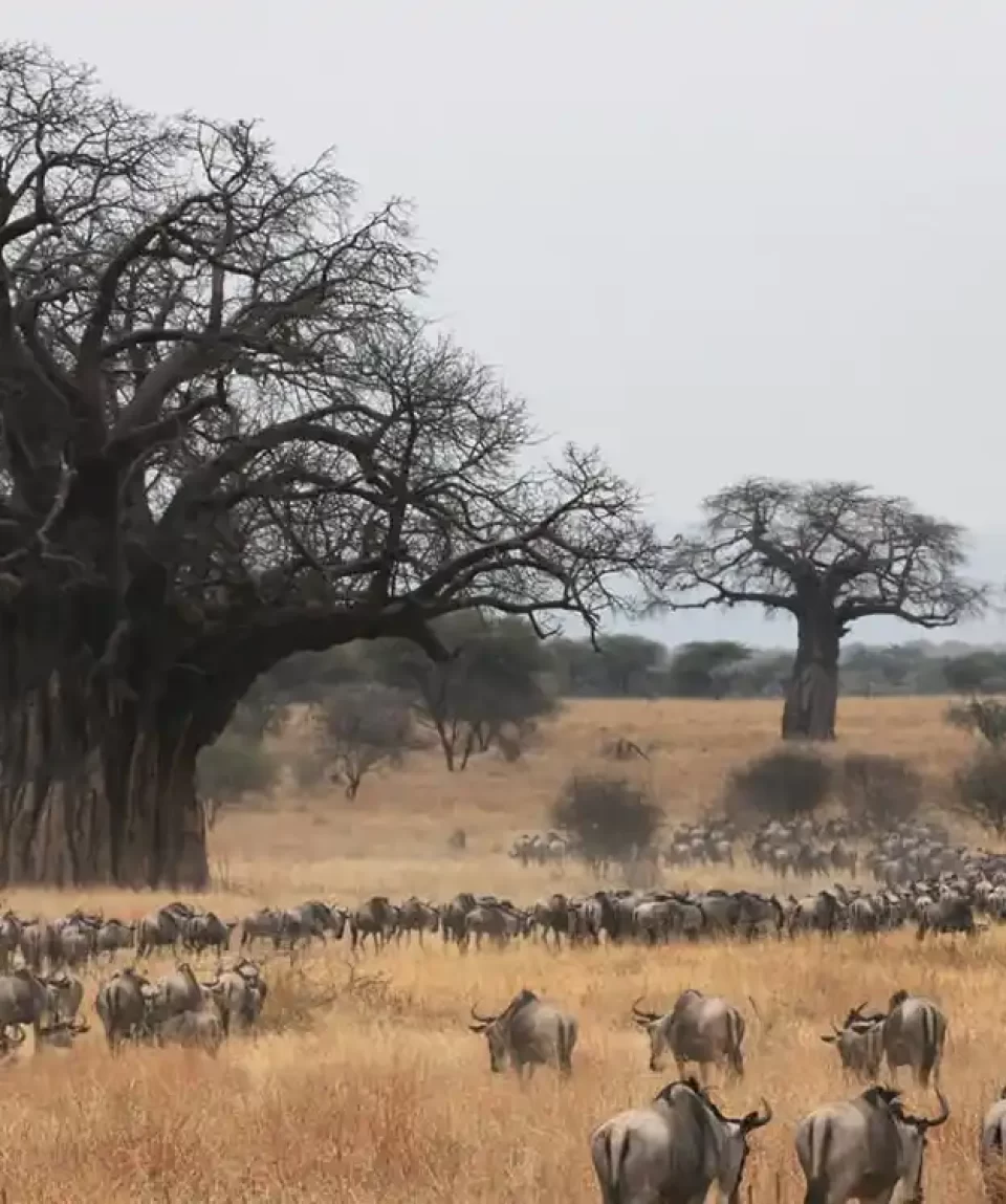 Tarangire-wildebeest